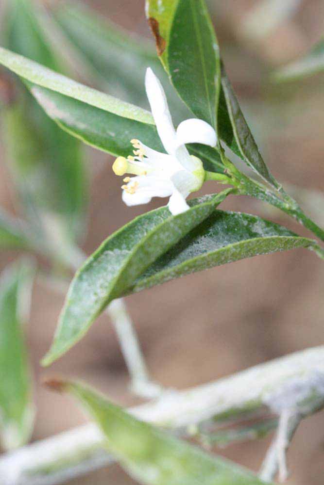              Flower (Riverside, CA)       